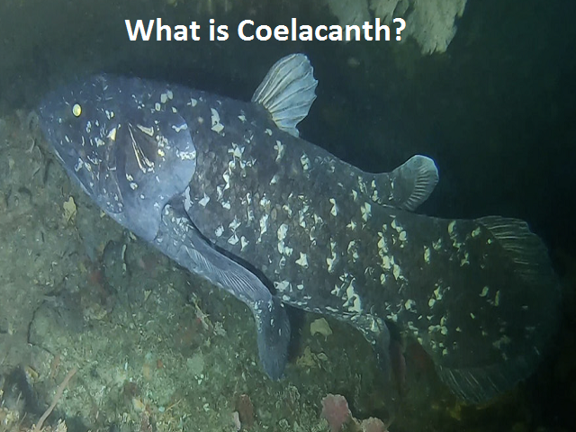 What is Coelacanth?